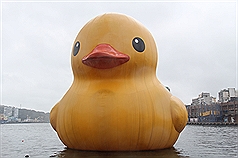 賣非授權黃色小鴨  黃景泰：依法告發