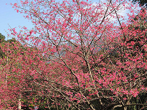 正是現在 新北櫻花盛開了