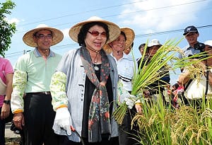 陳菊扮農耕女 割稻脫榖體驗農收樂