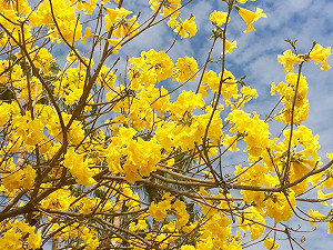 「再回來的幸福」 賴清德推介黃花風鈴木