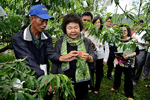 水蜜桃成熟 那瑪夏推千人路跑行銷