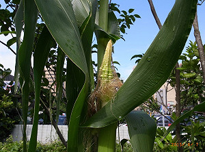 陳世明觀點》這是柯P想要的「開心農場」？