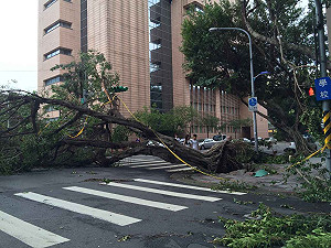 樹倒災情10年來最慘  柯P：跨局處檢討