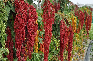 台灣藜價值高 原鄉廣植推向國際