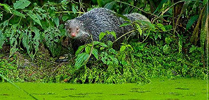 抓住生態剎那 可遇不可求！