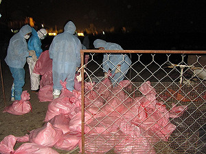 屏縣新增6鵝場染禽流感 夜間緊急撲殺