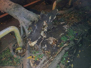 新北市土城路樹倒塌  壓傷騎士