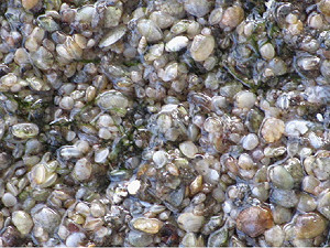 海瓜子復育養殖  已有突破性成果