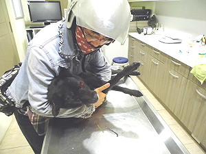 2外勞打死流浪狗  志工調影帶緝兇