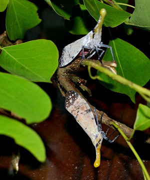 長相怪異的渡邊氏長吻白蠟蟬