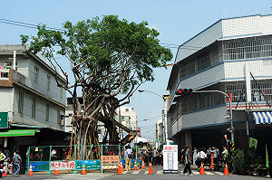 斥百萬搶救老樹  橋頭居民慶重生