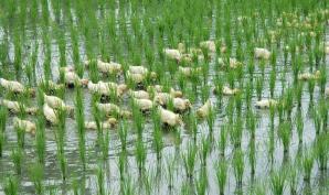 聖嬰氣候助漲糧食價格 亞洲貨幣看升