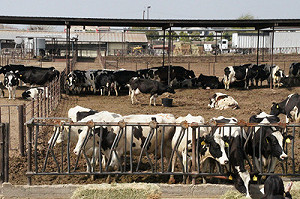 美急滅火 染狂牛症乳牛不傳人