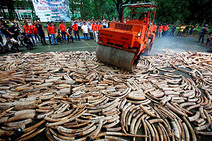 保護野生動物  46國簽署《倫敦宣言》