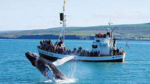 冰島打退堂鼓  放棄加入歐盟