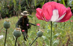 世界3大毒源金三角 緬甸罌粟面積增13%