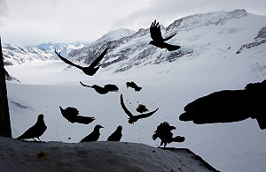 阿爾卑斯冰河減少4成  地球暖化是主因