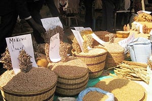 UN糧農組織：世界穀物產量將增8%