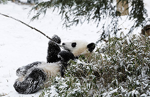 紐約大雪  美國東北部停電