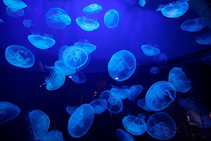 糧農組織：水母正取代魚類  佔據海洋