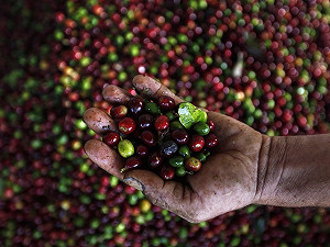 供過於求  國際咖啡價格恐崩盤