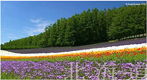 日本擬將食品和化妝品納觀光客免稅商品