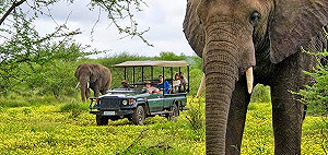 瑞士截獲運北京262Kg走私象牙  扣3中國人