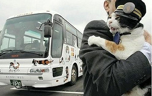 京都立法禁止不當餵食流浪貓