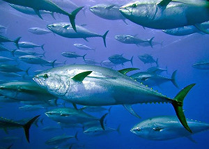 保護大西洋短鮪  ICCAT漁獲配額大減23%