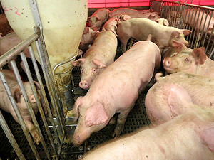 易生超級細菌  美法官禁飼料加抗生素