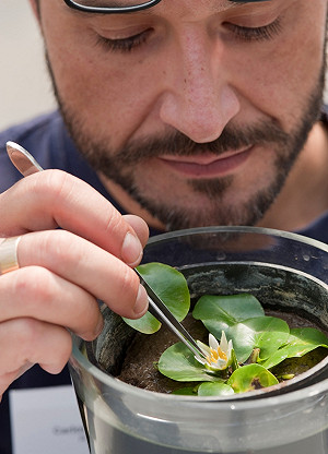 英植物園野生滅絕種  世界最小睡蓮遭竊