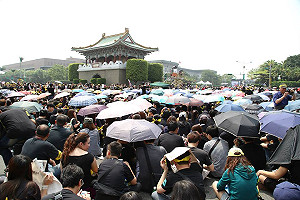 破30萬太陽花 凱道熱情綻放中