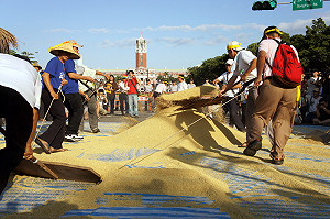 天熱頭昏  老農津貼一場混仗