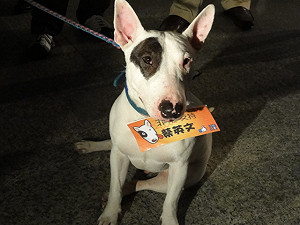 綠總統初選政見場外  「賤狗」最吸晴