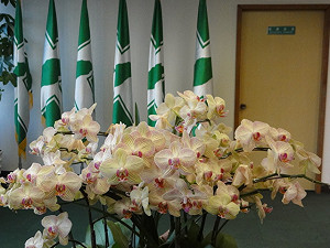 立委補選  綠高市林岱樺出線機率高