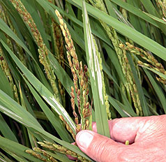 全球天災不斷  恐推升米價