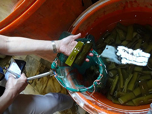 夫妻檔售黑心海帶13年  雄檢起訴求重刑