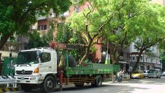 樹保委員會決議前  徐州路老樹不斷根