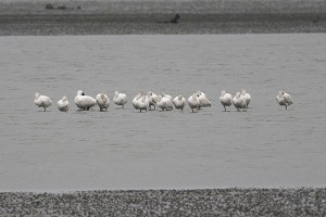 台南沿海黑面琵鷺普查　數量創新高