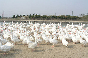 近萬隻超標戴奧辛鴨  連夜銷毀