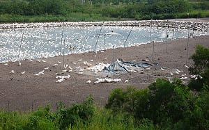 戴奧辛鴨檢測拖一年 黃淑英：要求環署究責