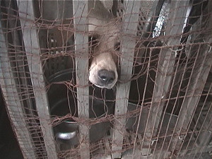 為動物爭福利　20位縣市候選人簽署承諾書