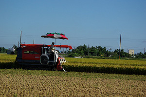 南台灣缺水  明年一期稻作面臨休耕