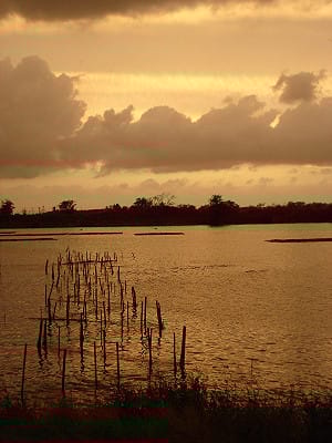 濱南工業區走入歷史 台江國家公園今揭牌