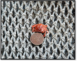 2010國際生物多樣性年首日 環團籲禁雙拖網漁撈