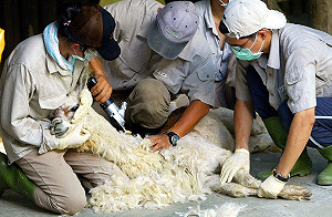 羊痘症疫情升溫 南台6縣拉警報