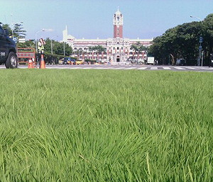 凱稻今天落種美濃  農運生根南北串連
