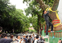 繫黃絲帶為徐州路老樹祈福　居民學生社團大串聯