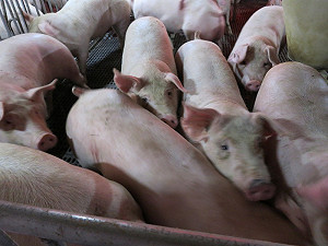 網路傳豬肉才最害人  農委會駁斥