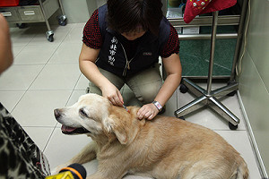 台東咬人錢鼠帶狂犬病毒  全台確診第5例